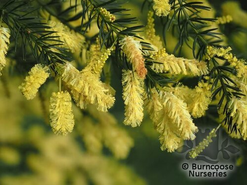 ACACIA verticillata  
