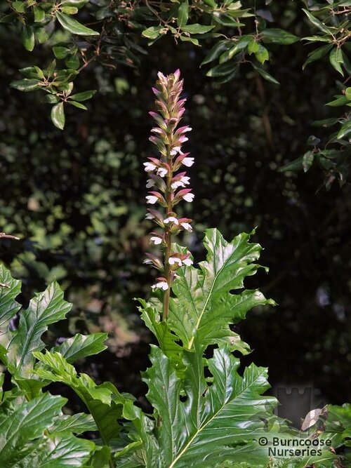 ACANTHUS mollis  