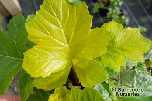 ACANTHUS mollis 'Hollard's Gold' 
