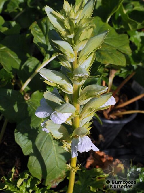 ACANTHUS mollis 'Rue Ledan' 