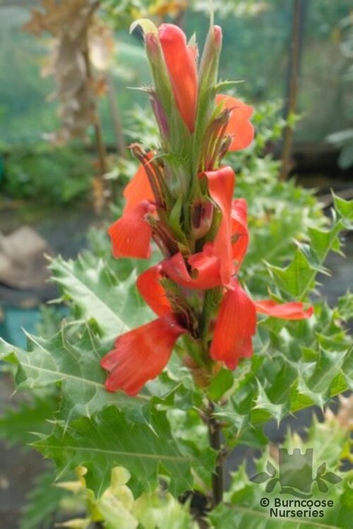 ACANTHUS sennii  