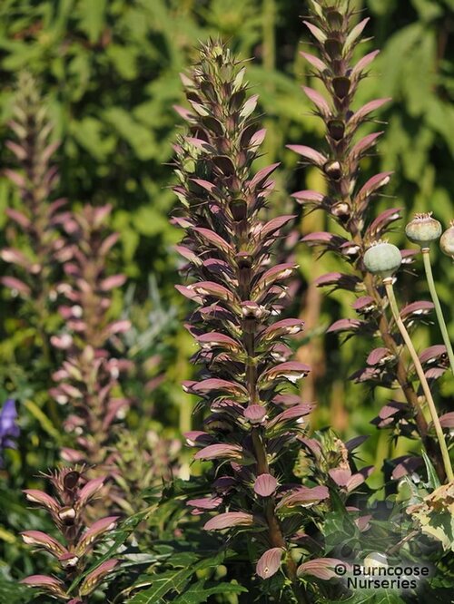 ACANTHUS spinosus  