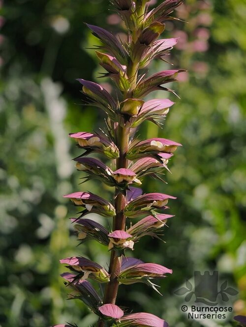 ACANTHUS   
