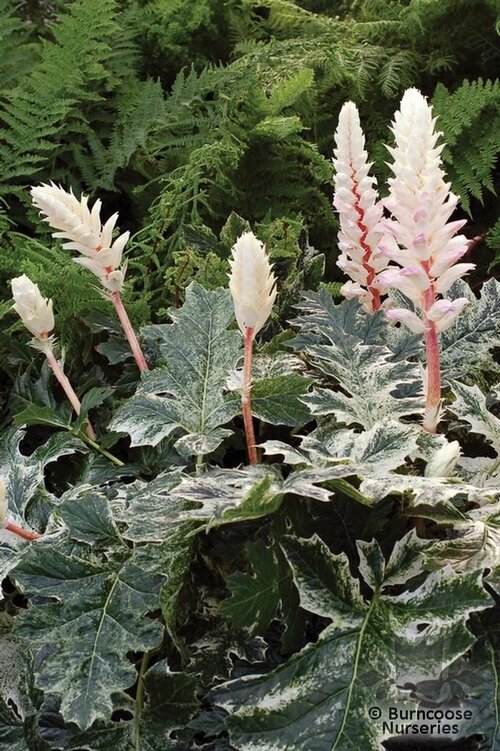 ACANTHUS 'Whitewater'  