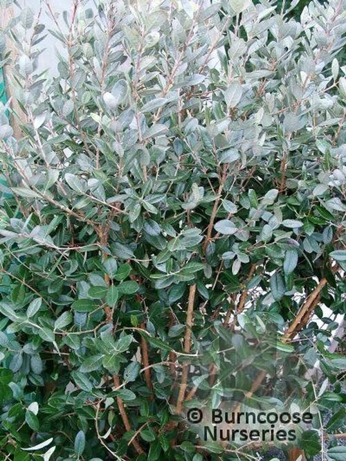 ACCA sellowiana  