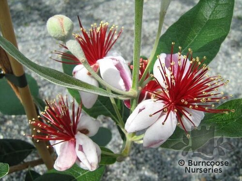 ACCA sellowiana 'Triumph' 