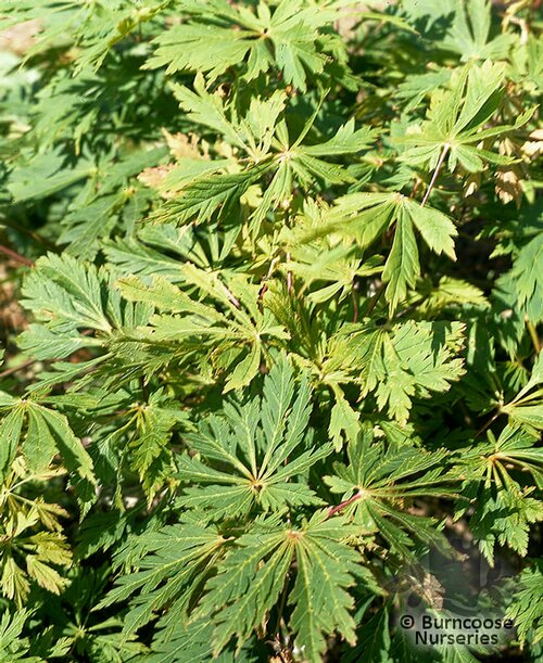 ACER japonicum 'Aconitifolium' 