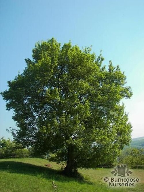 ACER campestre  