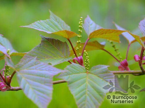 ACER capillipes  