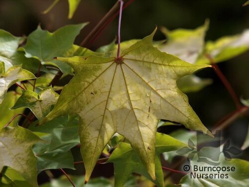 ACER cappadocicum 'Aureum' 