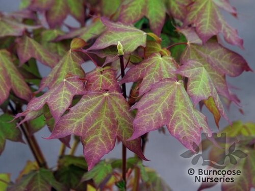 ACER cappadocicum 'Rubrum' 