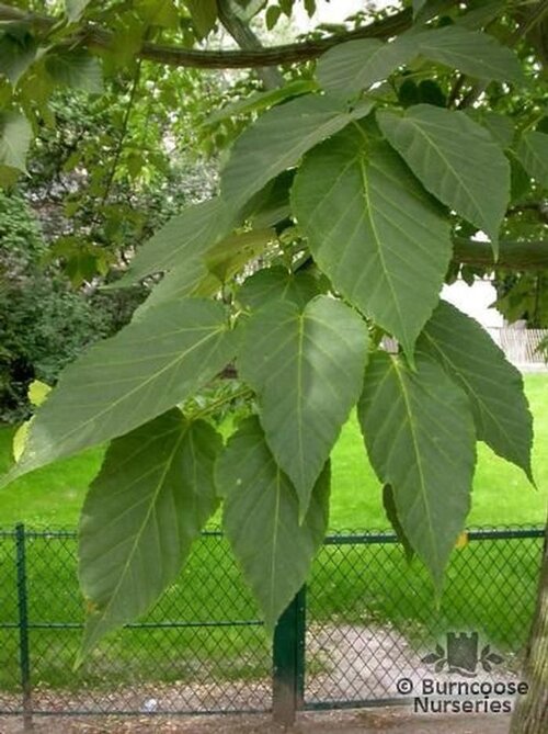 ACER davidii  