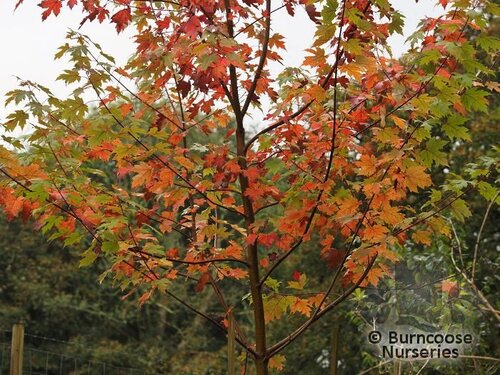 ACER x freemanii 'Autumn Blaze' 