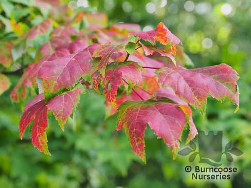 ACER tataricum subsp. ginnala  