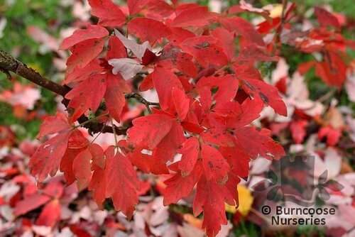 ACER griseum  