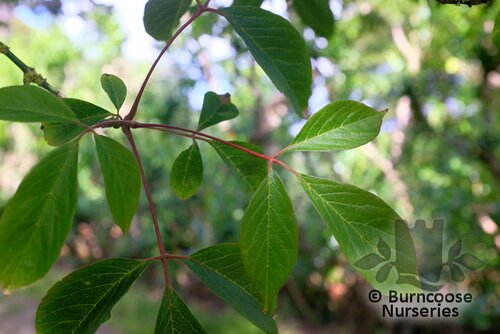 ACER henryi  