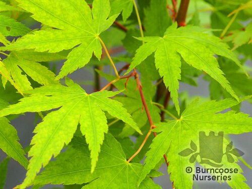 ACER palmatum 'Japanese Sunrise' 