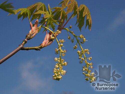 ACER macrophyllum  