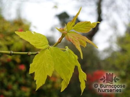 ACER negundo 'Kellys Gold' 
