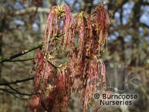 ACER negundo var. violaceum 