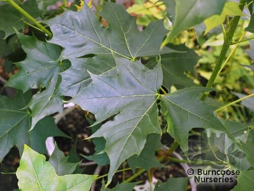 ACER 'Pacific Sunset'  