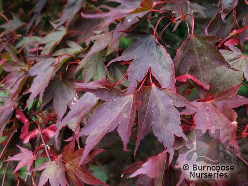 ACER palmatum 'Atropurpureum' 