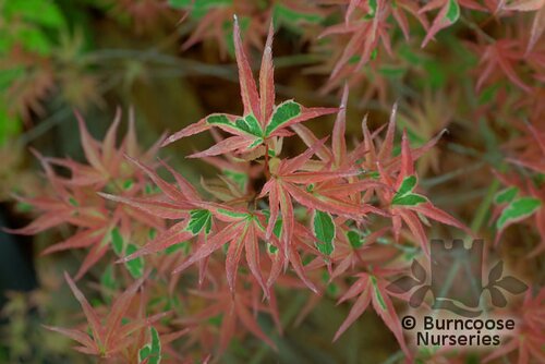 ACER palmatum 'Beni-schichihenge' 