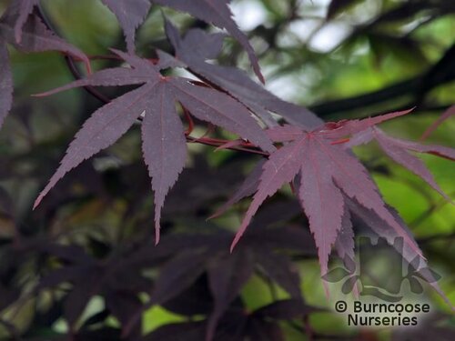 ACER palmatum 'Bloodgood' 