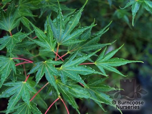 ACER palmatum 'Crippsii' 