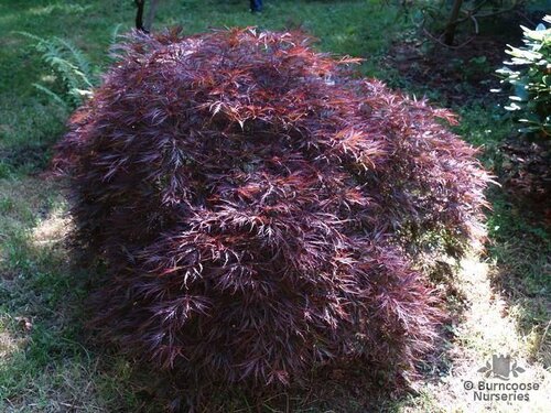 ACER palmatum dissectum 'Dissectum Atropurpureum' 