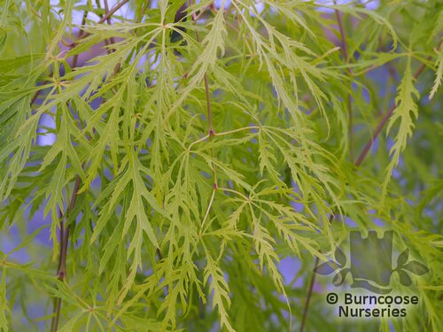 ACER palmatum dissectum 'Flavescens'