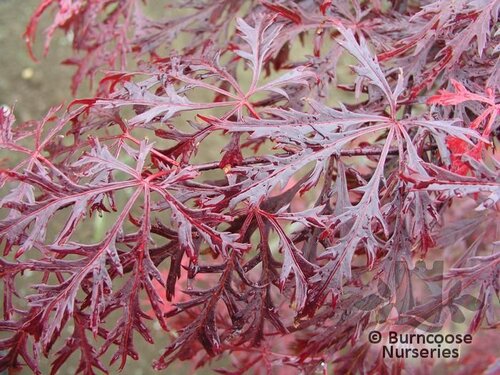 ACER palmatum dissectum 'Garnet'