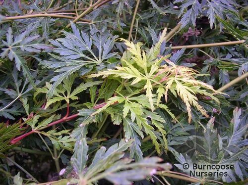 ACER palmatum dissectum 'Seiryu'