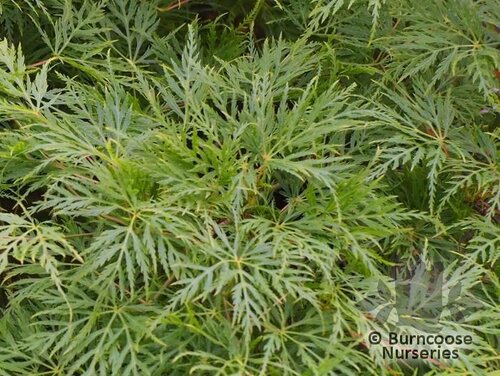ACER palmatum dissectum 'Emerald Lace'