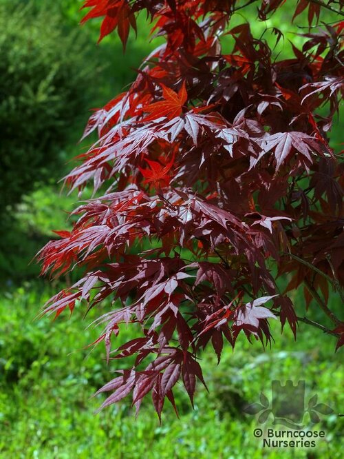 ACER palmatum 'Fireglow' 