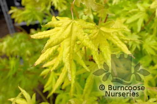 ACER palmatum 'Golden Trompenburg' 