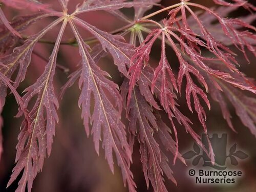 ACER palmatum dissectum 'Inaba-shidare'