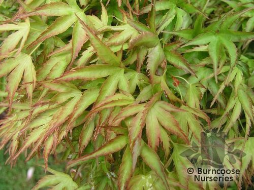 ACER palmatum 'Kamagata' 