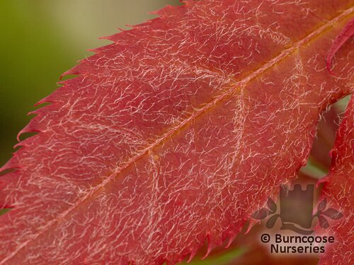 ACER palmatum 'Okagami' 