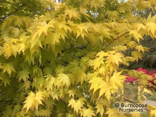 ACER palmatum 'Orange Dream' 