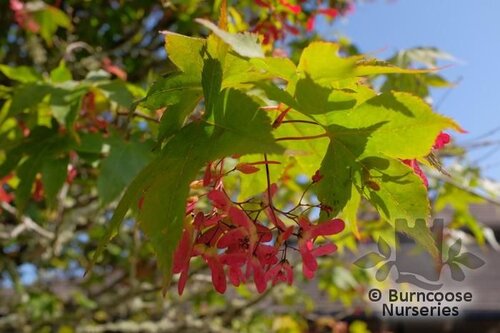 ACER palmatum 'Osakazuki' 