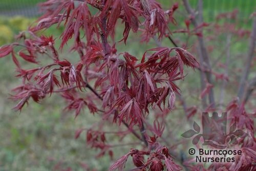 ACER palmatum 'Pixie' 