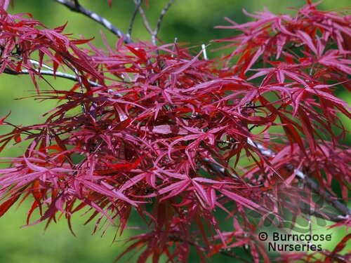 ACER palmatum dissectum 'Red Pygmy'