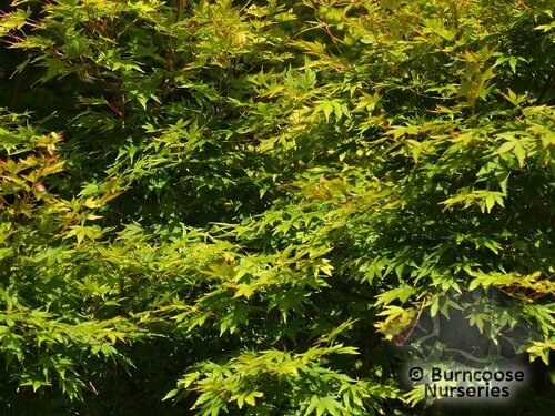 ACER palmatum 'Sango-kaku' 
