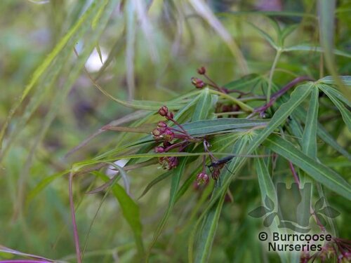 ACER palmatum 'Scolopendriifolium' 