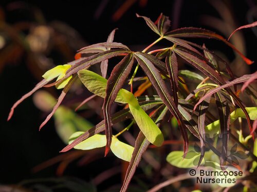 ACER palmatum 'Scolopendriifolium' 'Atropurpureum'