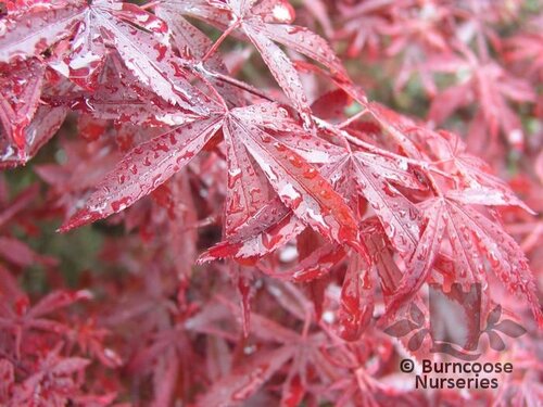 ACER palmatum 'Shaina' 