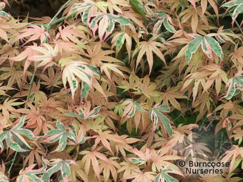 ACER palmatum 'Shirazz' 