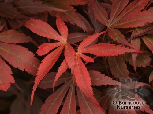 ACER palmatum 'Skeeters Broom' 