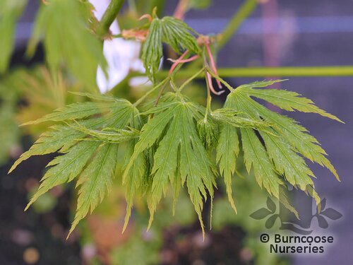 ACER palmatum 'Villa Taranto' 